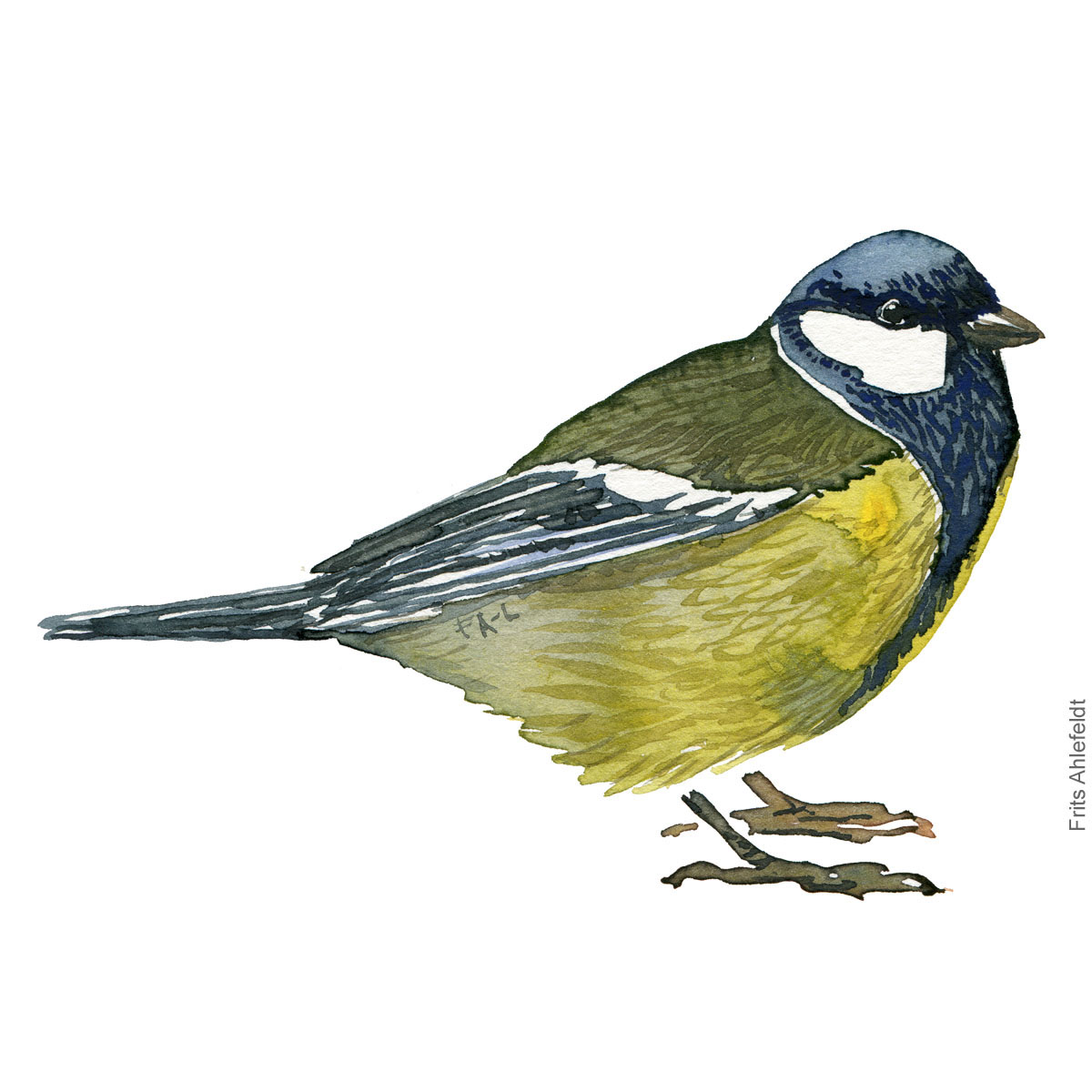 Great tit - Bird painting in watercolor by Frits Ahlefeldt - Fugle akvarel Musvit