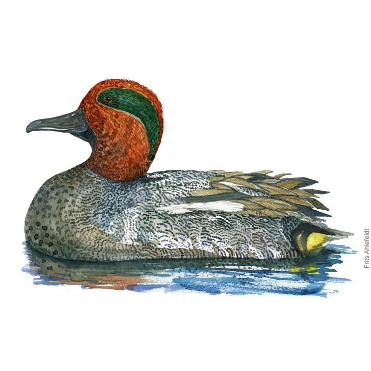 Illustration in watercolor Eurasian Teal ( Anas crecca - Krikand ) by Frits Ahlefeldt