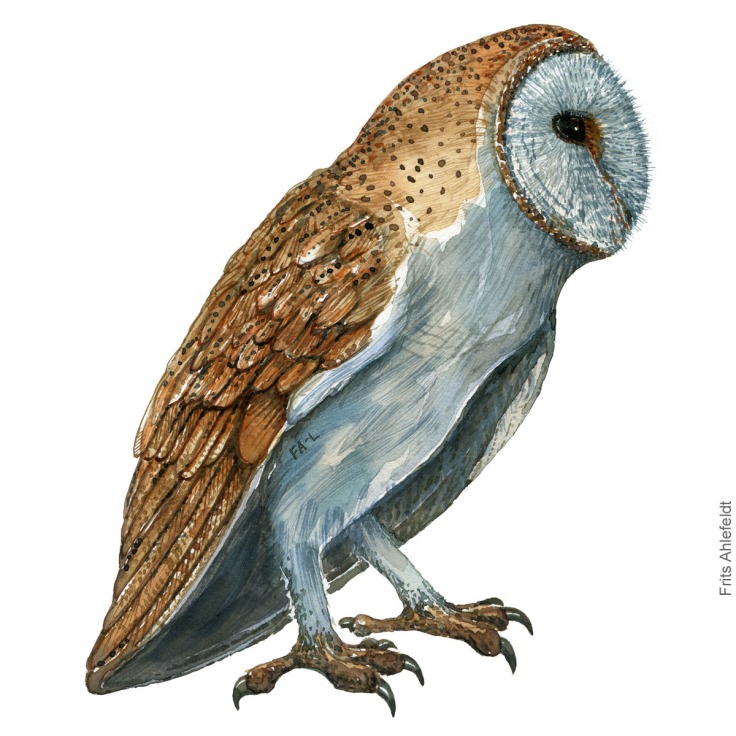 Barnowl - Bird watercolor painting. Artwork by Frits Ahlefeldt. Fugle akvarel Sloerugle