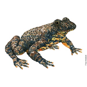 Watercolor of fire-bellied-toad-bombina-klokkefroe. Artwork by Frits Ahlefeldt. Akvarel
