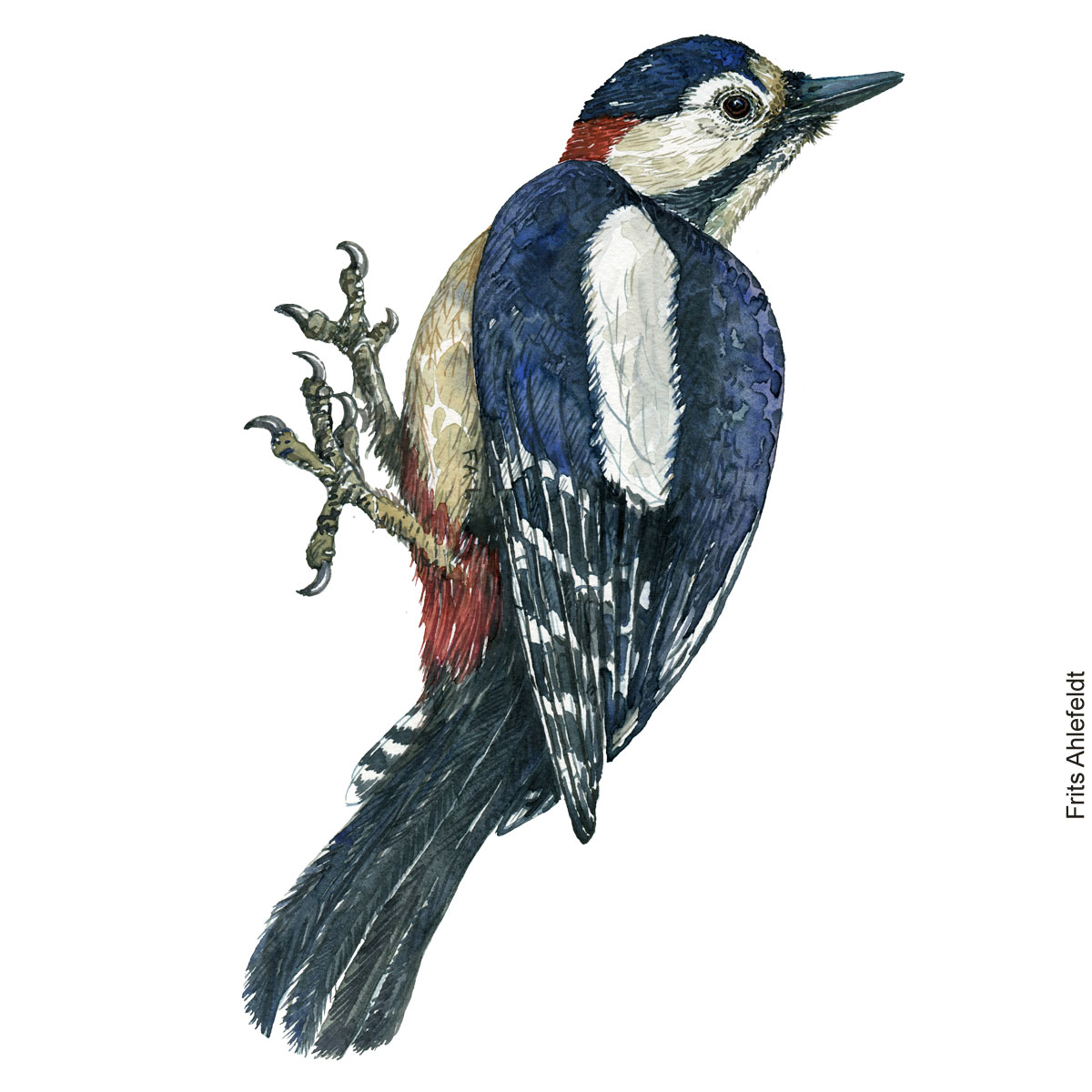 Watercolour of Great spotted woodpecker ( dendrocopos-major, Stor Flagspætte) By Frits Ahlefeldt, Akvarel