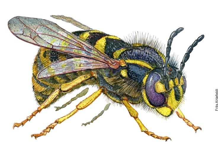 Watercolor of common wasp - Vespula vulgaris. By Frits Ahlefeldt