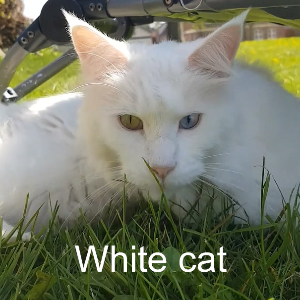 Photo of a white cat with two different colored eyes. Photo by Frits Ahlefeldt